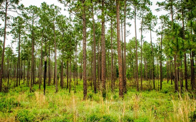 Vibrant green longleaf pine trees extend towards the sky like telephone poles with a rich diversity of grasses and forbs in shades of green and yellow consuming the forest floor below them.