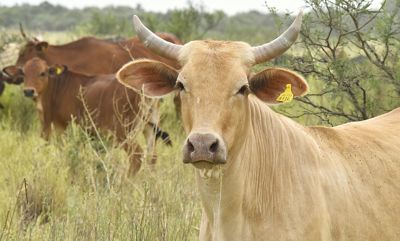 Image of a light brown with horns and brown cattle in a pasture.