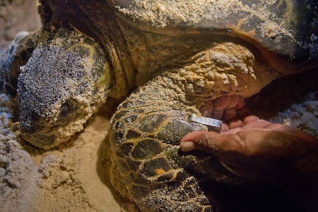 A close up of a sea turtle in sand at night, with a hand inspecting a numbered tag.