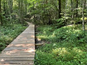 A wooden boardwalk goes straight throught the forest with greenery surrounding. 