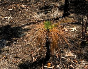 Young longleaf pine after a prescribed fire.