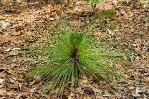 Grass stage longleaf pine at Peachtree Rock Heritage Preserve.