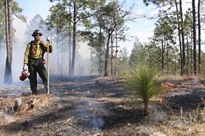 A prescribed fire professional stands next to a young longleaf.