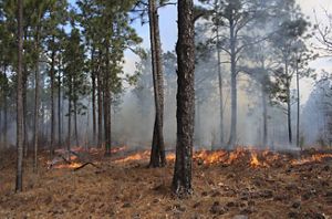 Tall, thin pines stand over a slow orange flame, engulfed in thick smoke.