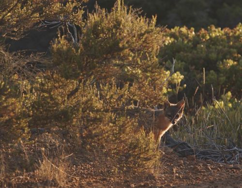 An island fox peeks out from behind a bush on Santa Cruz Island.