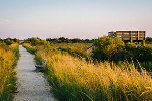 Trail at South Cape May Meadows Preserve. 