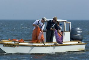 Two people on a clam tanger throwing clams in water.