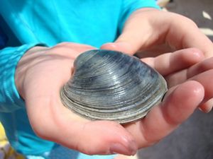 A close up of a person holding a clam in their hand. 