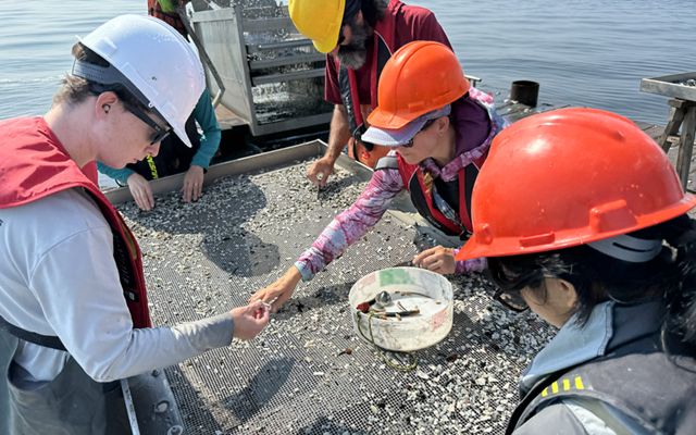 Four people in hardhats surrounding and examining a catch of clams.
