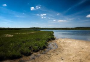 Looking out over shoreline with marsh habitat to the left and ocean view to the right and background. 