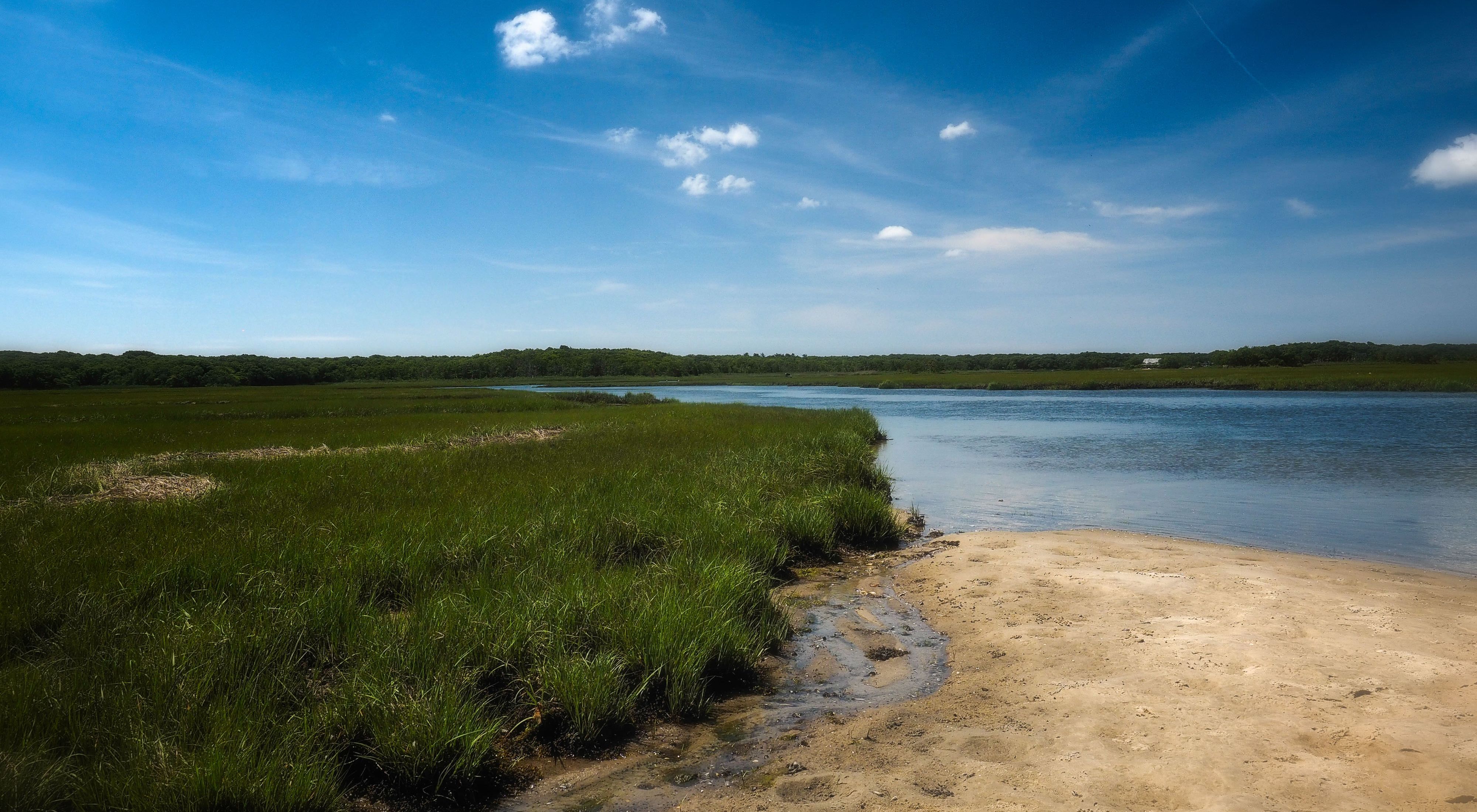 Looking out over shoreline with marsh habitat to the left and ocean view to the right and background. 