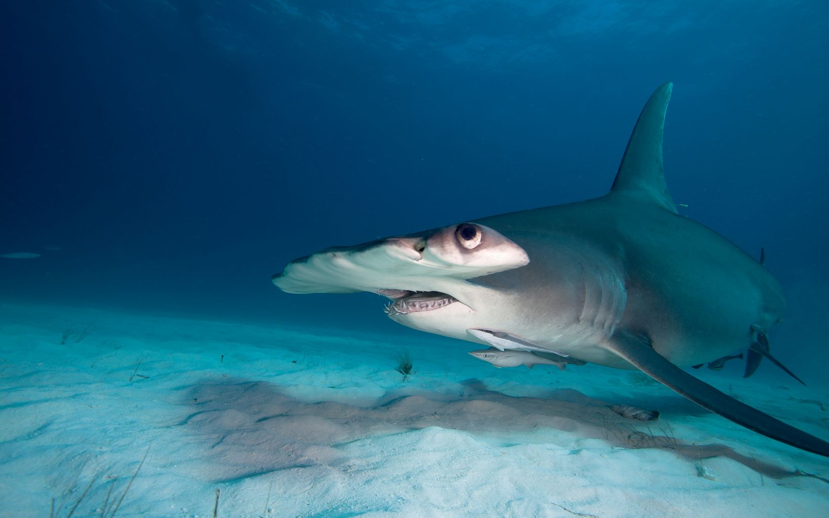 Scalloped Hammerhead Shark - Delaware Fish Facts