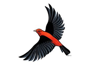 An illustration of a Scarlet tanager.