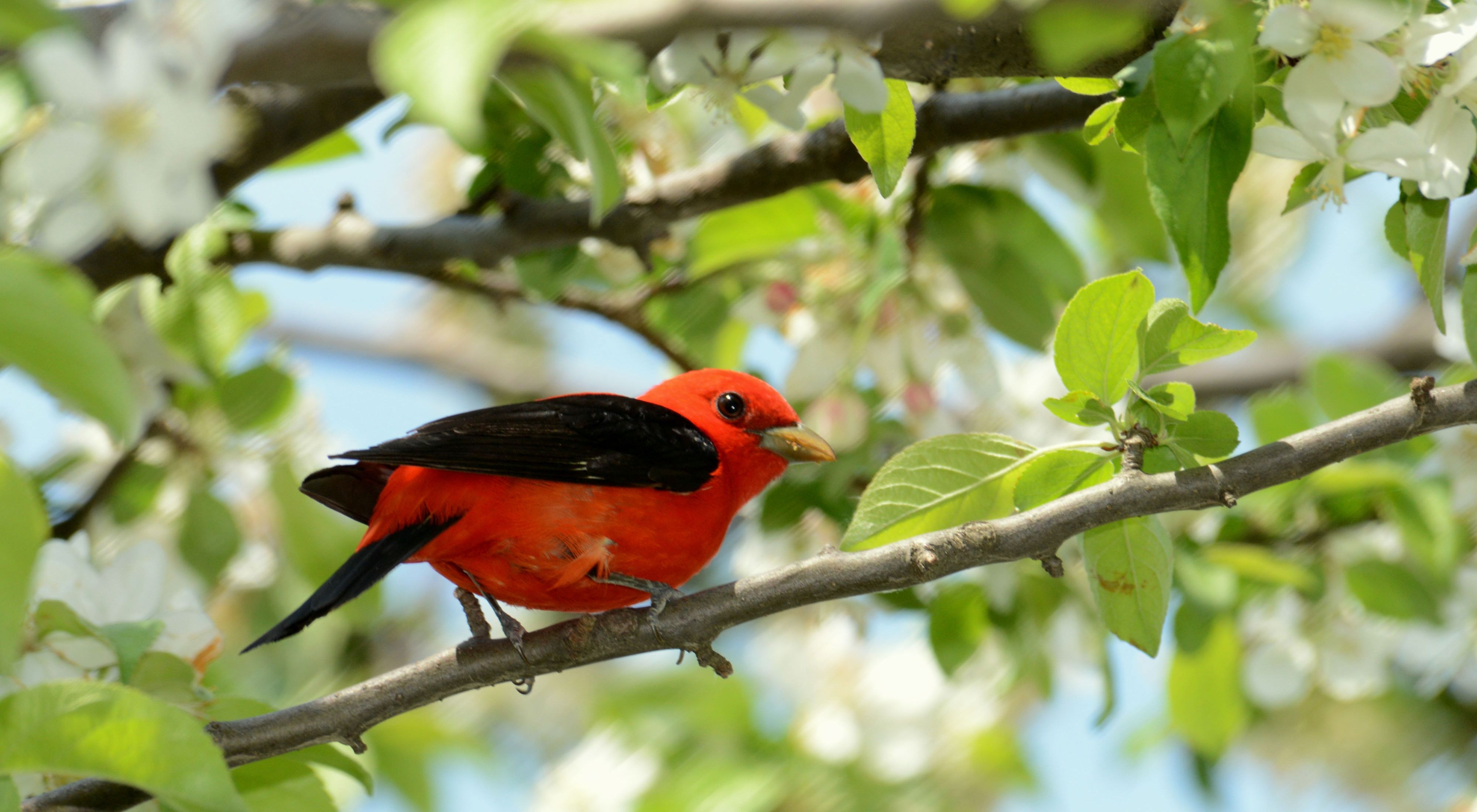 A male scarlet tanager perched on a flowering tree branch.