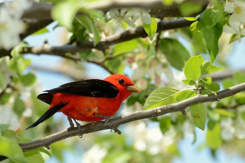 A red and black bird perches on a tree branch with small white flowers.