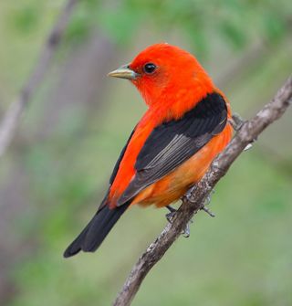 Green's Bluff Nature Preserve | The Nature Conservancy in Indiana