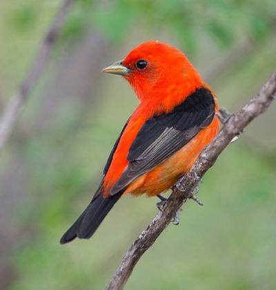 A Scarlet Tanager sits on a tree brand looking to the left.