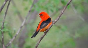 A red and black colored bird sits on a limb looking over its left shoulder. 