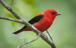 A bright red scarlet tanager perches in tree.