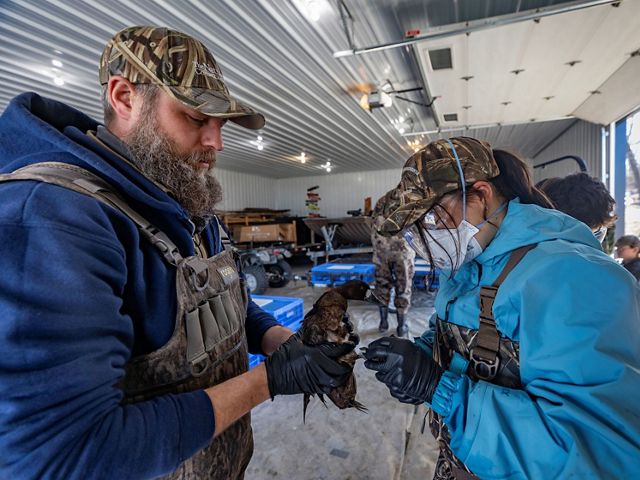 Volunteers clip a numbered band to a duck's leg.