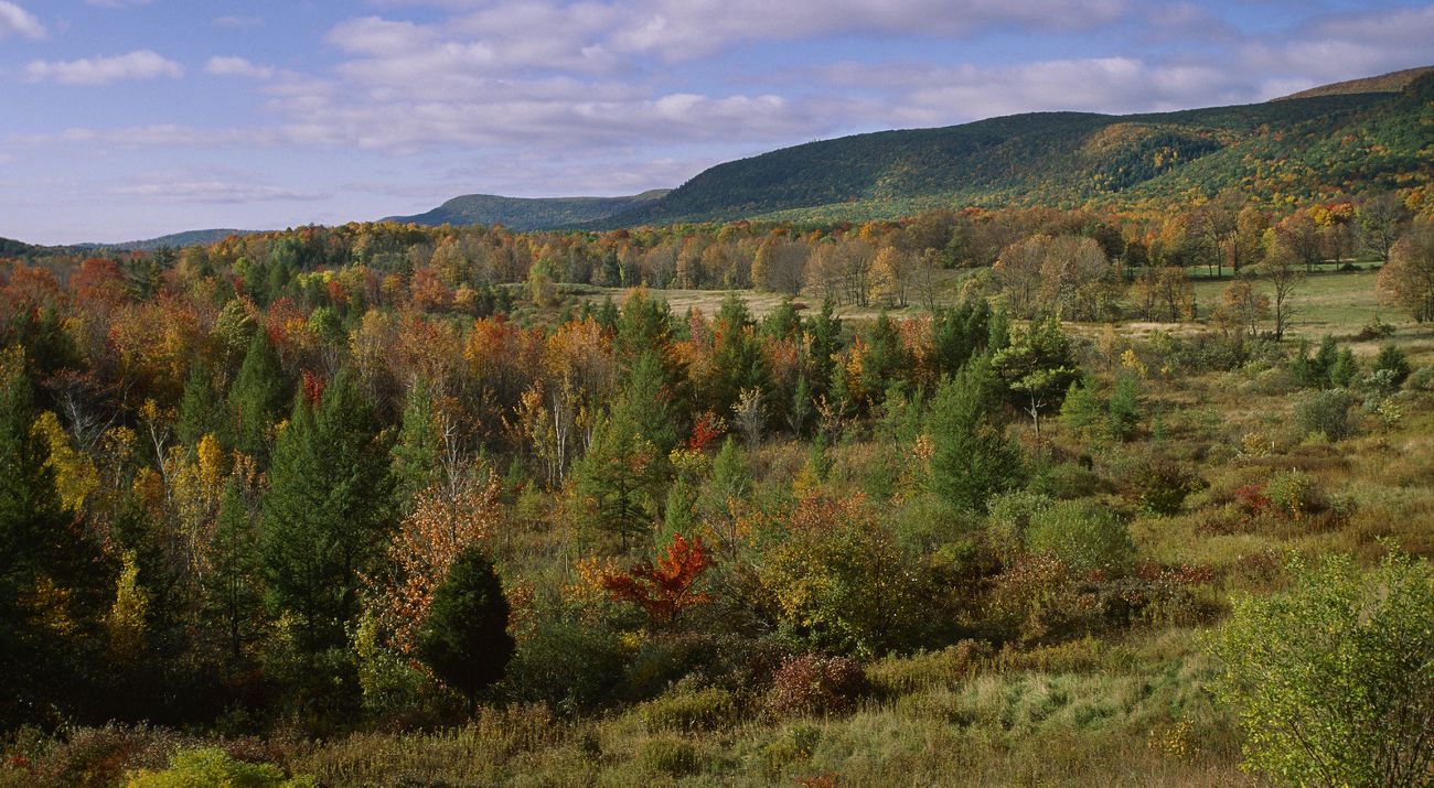 Rolling hills covered in green, yellow and orange-leaved trees with mountains in the background.
