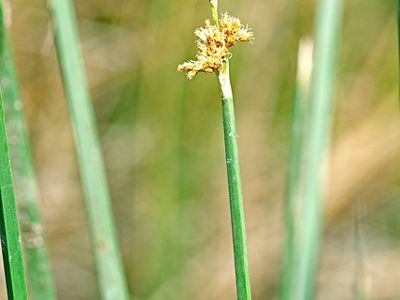 La flora del humedal forma parte esencial de los servicios ambientales que presta.
