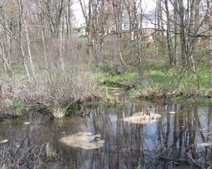 A forest surrounds a small pond.