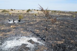 An eastern red cedar after a prescribed fire.