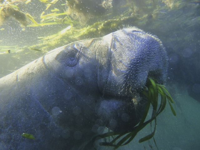 Eye level image of a manatee munching on grass near the surface of the water.