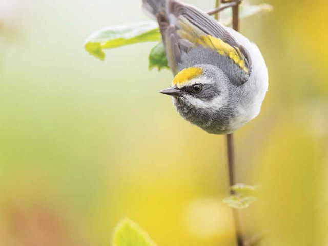 Golden Winged Warbler