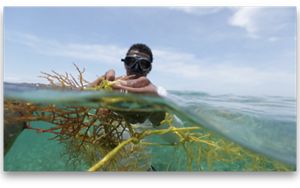 A diver works on seaweed aquaculture