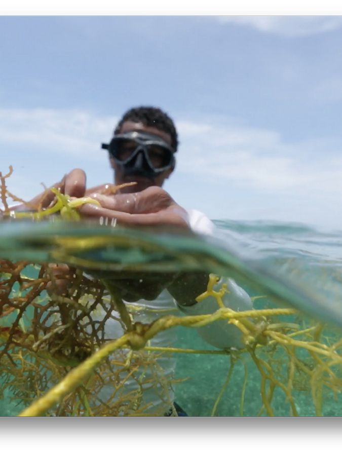 A diver works on seaweed aquaculture
