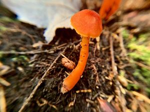 A closeup of a brightly colored orange mushroom grows in the soil.