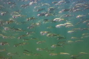 Dozens of small silver-colored fish swimming close together right to left through greenish waters.