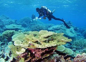 An underwater diver explores a colorful coral reef.