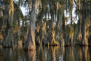 Cypress rise out of the water as light passes through their crowns of Spanish moss.