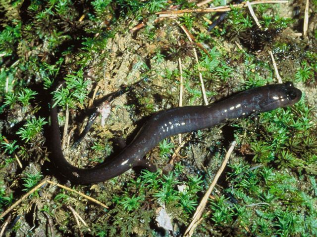 A red hills salamander, a small lizard-like animal, stands on moss and lichen and ferns.