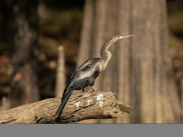 An anhinga sits on a log with a cypress in the background.