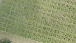 An aerial view features squares in a field.