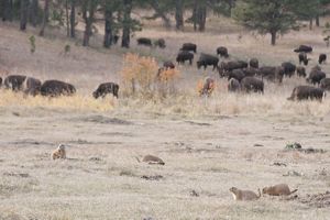 Prairie dogs on a grassland with bison in the background.