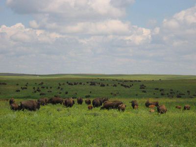 Bison standing in the prairie.