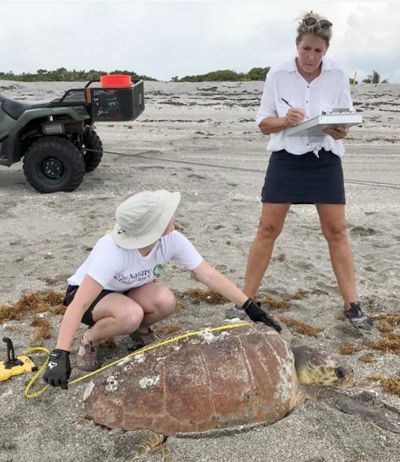 Researchers collect data on a loggerhead sea turtle on the beach at Blowing Rocks Preserve in Florida.