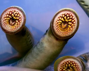 Three sea lamprey show their sets of round teeth as they press their mouths against the glass of a tank.