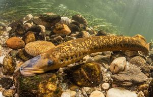A sea lamprey swimming underwater.