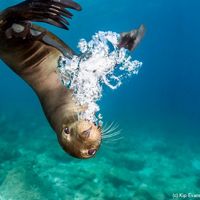sea lion underwater looking at camera, upside-down, blowing air bubbles