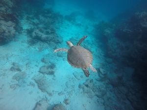 A sea turtle in blue water.