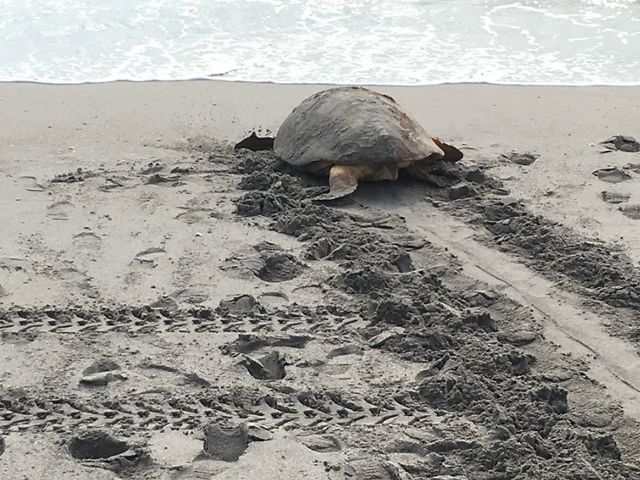 Una tortuga marina boba regresando al océano