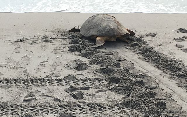Large female loggerhead sea turtle on the sand returning to ocean after nesting. 