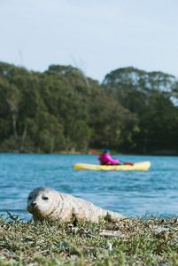 A seal pup rests on a beach while a person kayaks in the background.