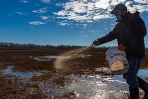 Denim Perry, Restoration Ecologist for TNC in Illinois, spreading decurrent false aster seeds across wetland grasses at Spunky Bottoms Preserve.